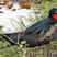 Great Frigatebird